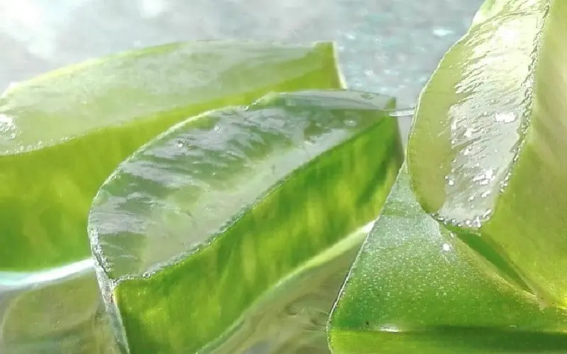aloe vera
