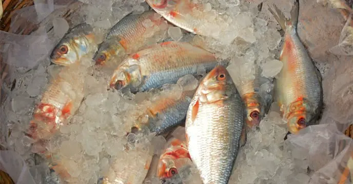 Hilsa
