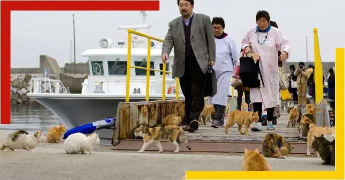 tashirojima cat-island
