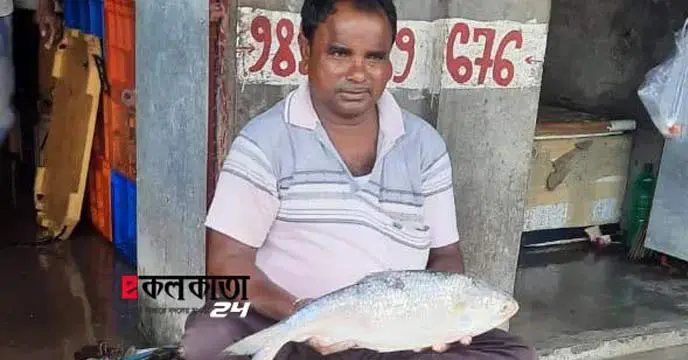 hilsa