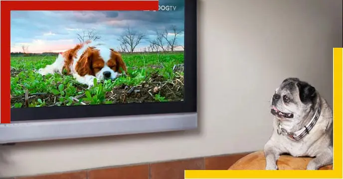 Dog TV
