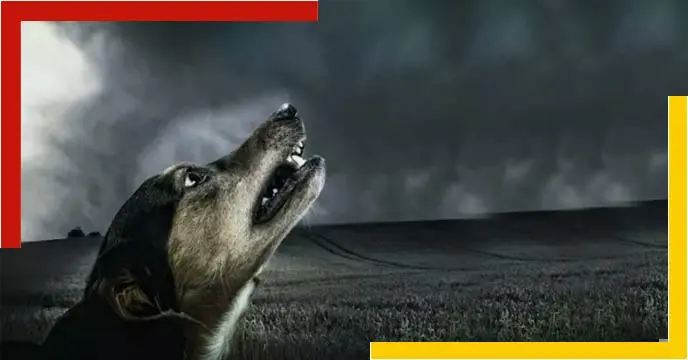 Why Do Dogs Cry In The Middle Of The Night