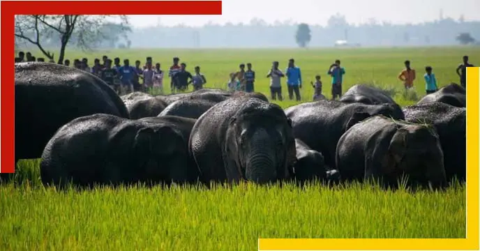 purba-bardhman-dalma-range-elephant
