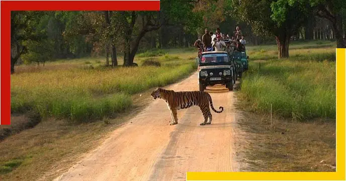 Kanha Jungle Safari
