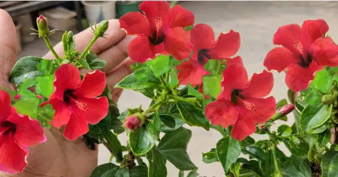 boost Flowering Hibiscus