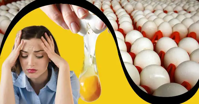 price of eggs suddenly went up