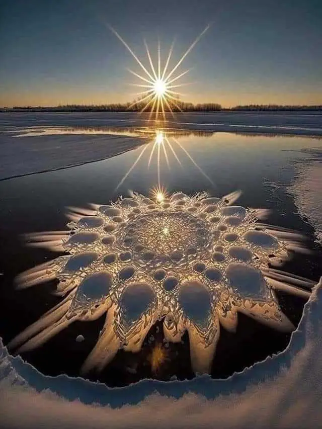 FLOWER OF ICE: কাগজের ফুল দেখেছেন, এই দেশে ফুটছে বরফের ফুল