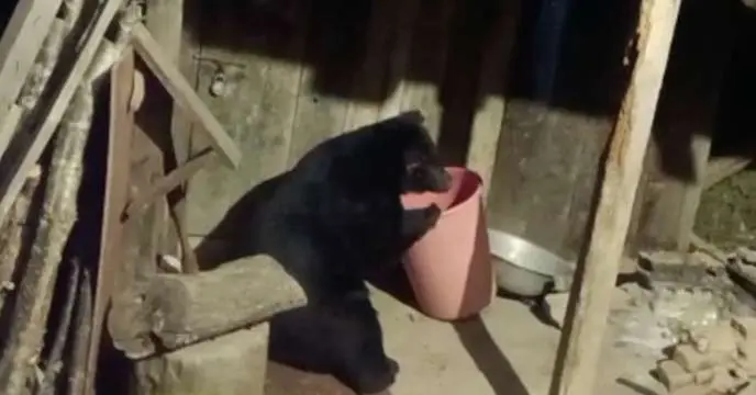 Himalayan Black Bear