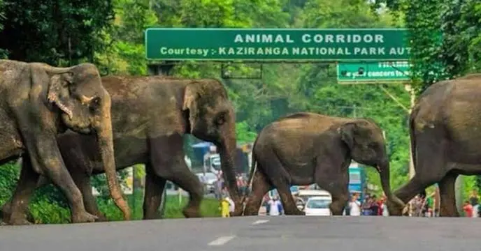 Image of Kaziranga National Park, home to diverse wildlife including Indian one-horned rhinoceros
