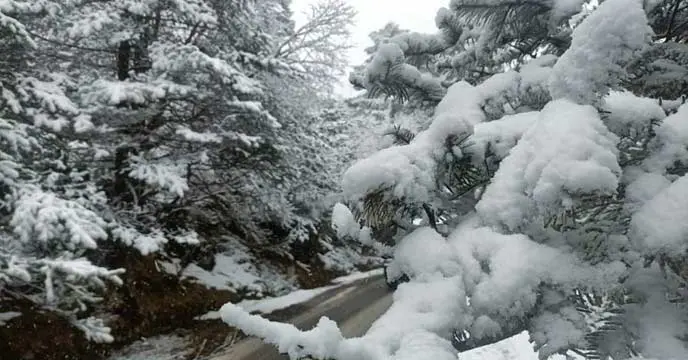 TSikkim: Tsongmo Lake, Nathula, and Zuluk Closed Due to Heavy Snowfall