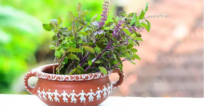 Tulsi plant, a natural remedy to get rid of skin impurities starting from cold