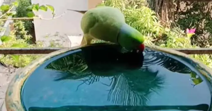 Tea's Surprising Reaction to Drinking Water