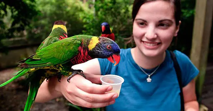 Close-up of a Tia bird with its beak open, possibly vocalizing