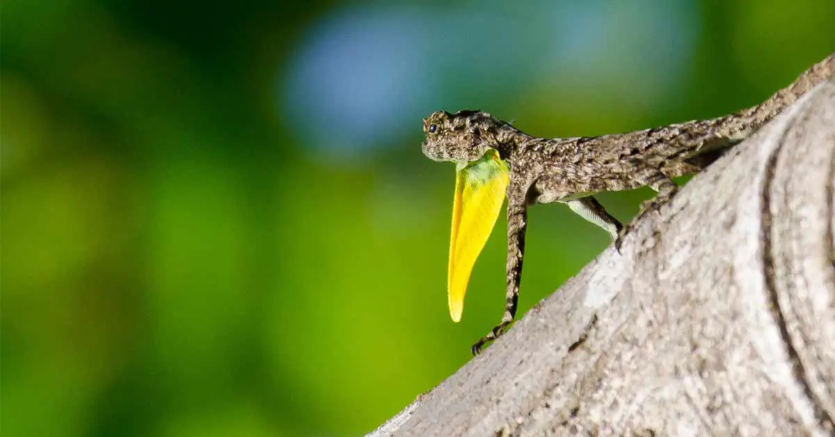 Flying Gecko: Rare Flying Lizard Spotted in Mizoram Forest!
