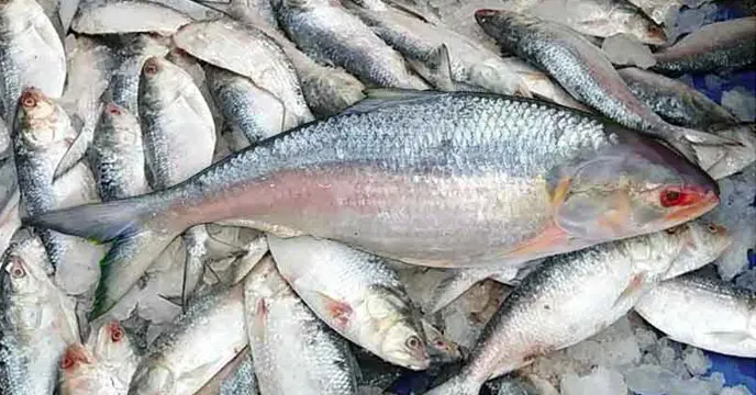 Declining Profitability Slows Bangladesh’s Hilsa Exports to India