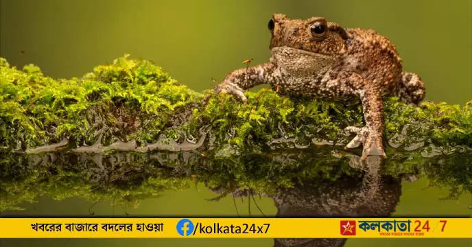 Toads' Ability to Predict Earthquakes