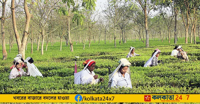 North Bengal Tea Garden Workers To Get Puja Bonus, Festive Relief Ahead