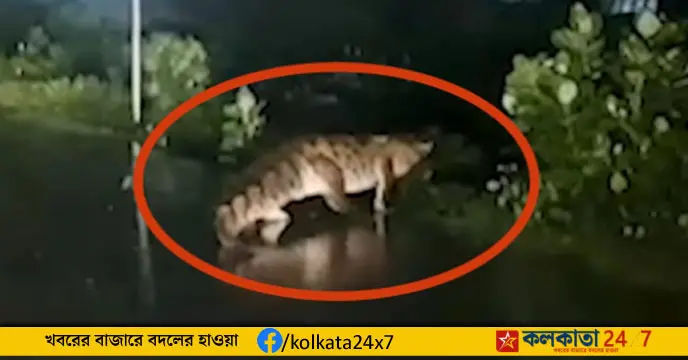 Crocodile, Cyclone Michaung impact