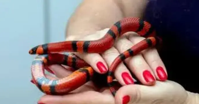Coral Snake