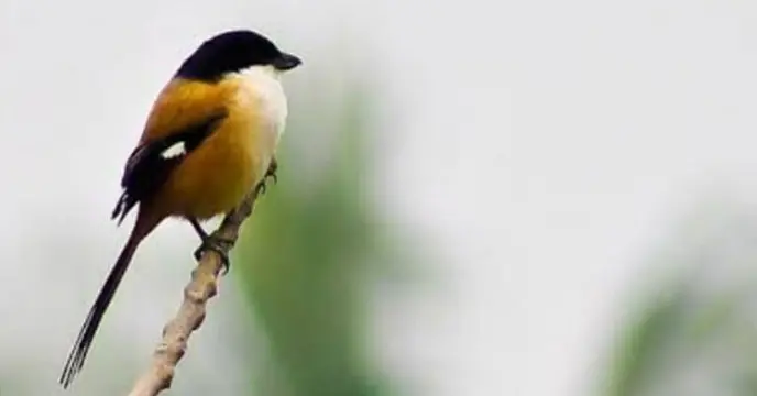 Long Tailed Shrike