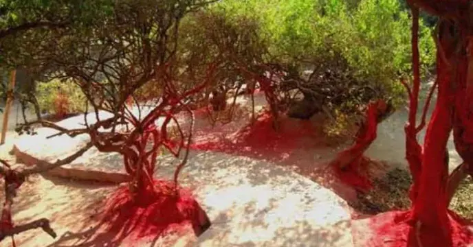 nidhivan mysterious place in vrindavan