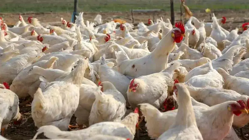 WB Government Bans Import of Chicken and Eggs from Godavari Region Due to Bird Flu