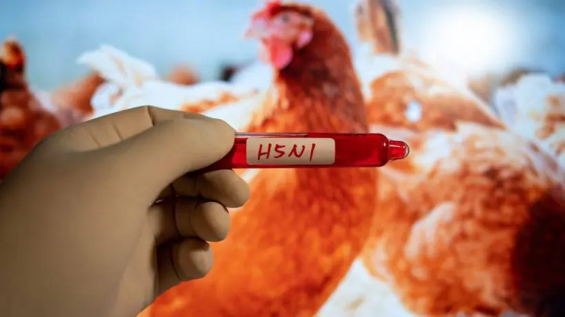 Scientists express concern about Bird Flu Virus infection and the fear of it spreading through the air