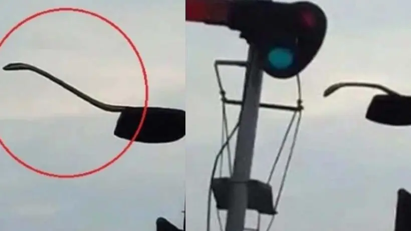 Bangladesh: রাসেল ভাইপার আতঙ্কের মাঝে গোখরো হানা, চলন্ত ট্রেনে ফনা তুলে দুলছে বিষধর