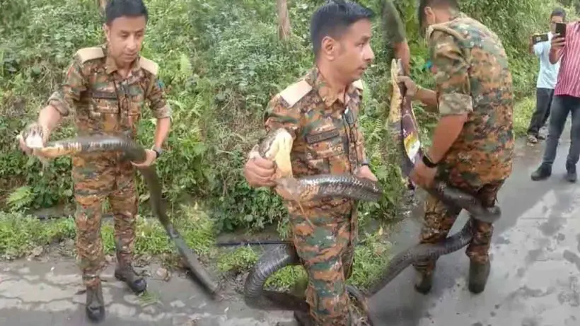 Giant King Cobra Rescued Near Mission Hill Tea Garden
