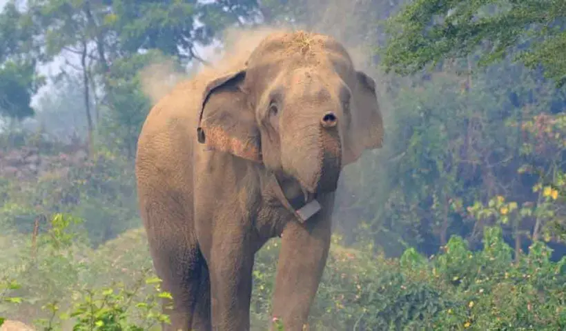 Elephant calf dies after falling into a tea garden drain, enraged mother Elephant Attack goes on a rampage.