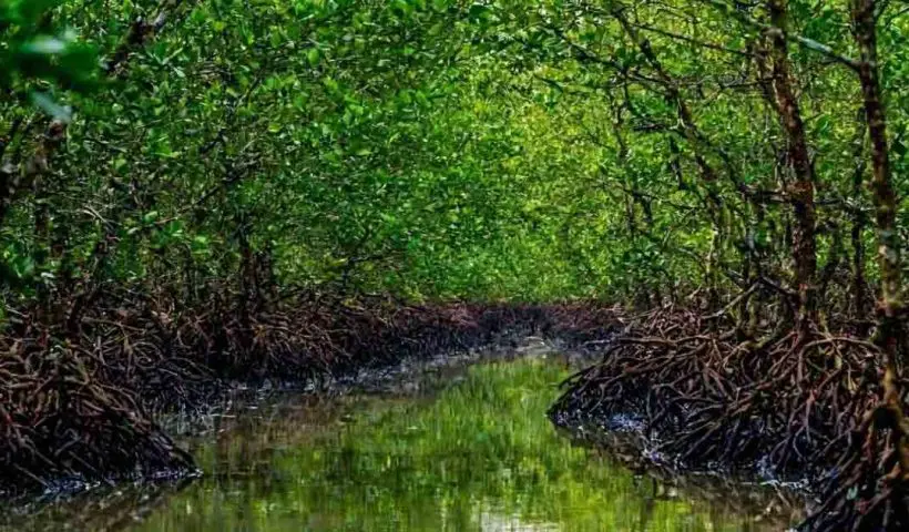 Mangrove Sagar Block