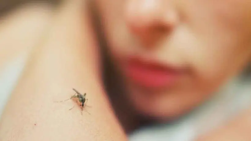 Dengue affected number incresed in west bengal health department reports