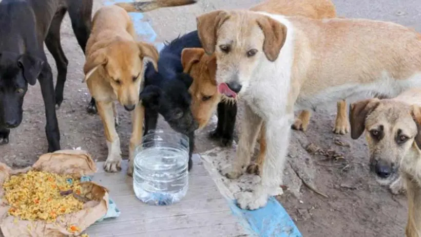 West Bengal Siksha Mission Issues Order: Dogs to Receive Mid-Day Meal at Schools