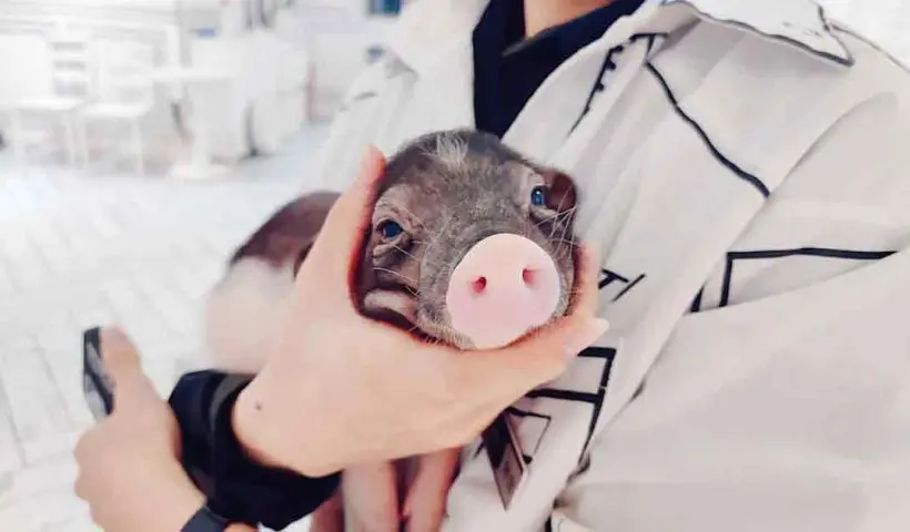 China's First Pig Liver Transplant in Human
