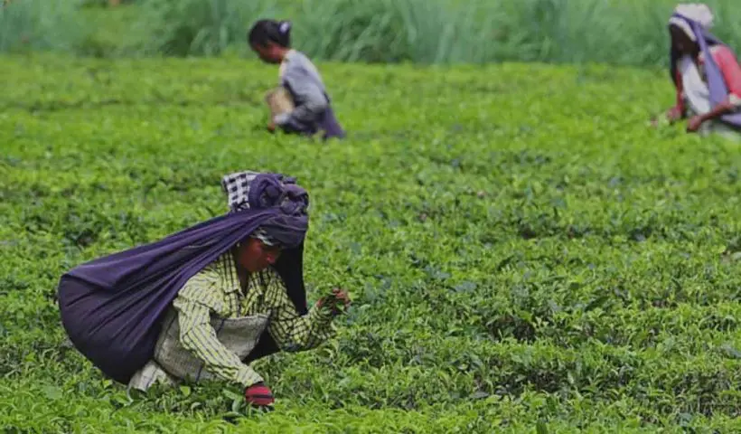 India became the second tea exporter