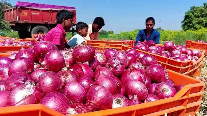 Farmers to Receive Financial Support for Onion Cultivation