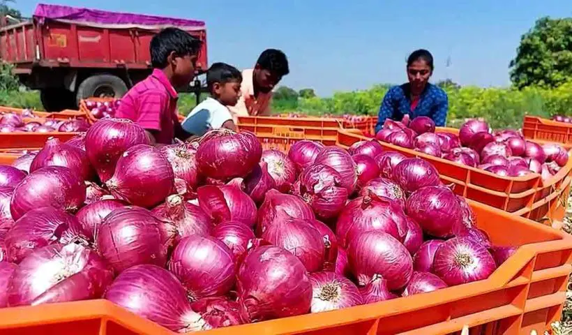Farmers to Receive Financial Support for Onion Cultivation