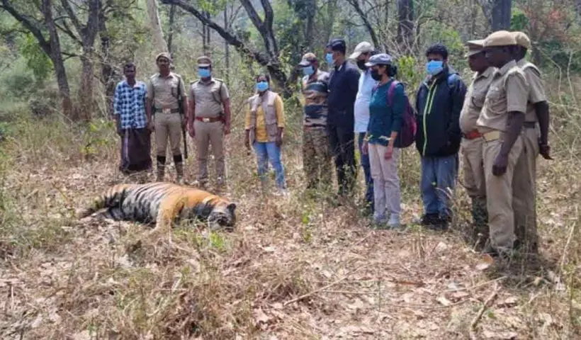 Male Tiger Found Dead in Nilakottai Forest Reserve, Tamil Nadu: Clash with Another Tiger Suspected