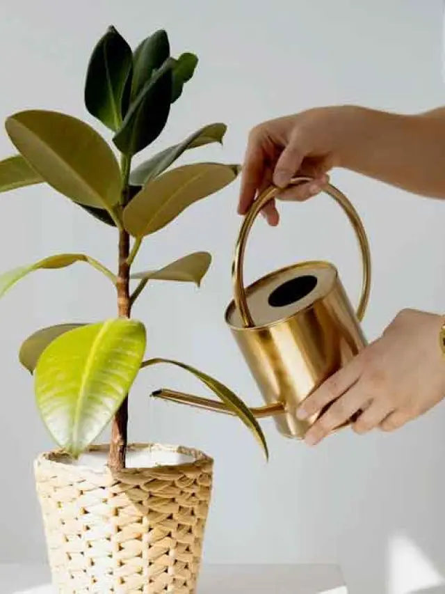 ইনডোর প্ল্যান্টকে সুস্থ ও সতেজ রাখার সহজ কৌশল জানুন