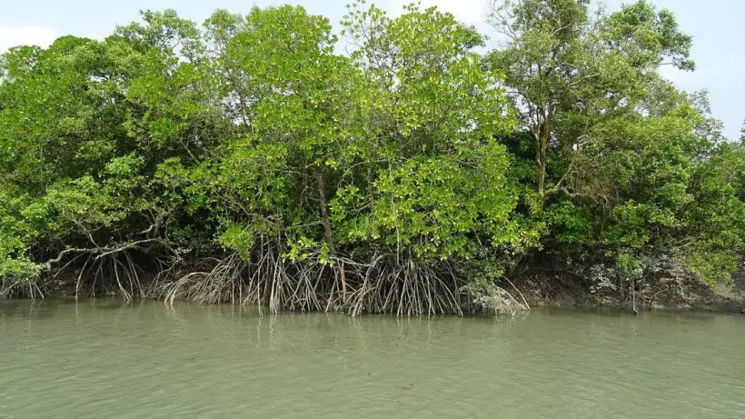 Illegal Mangrove Cutting Rampant, Indifferent Administration