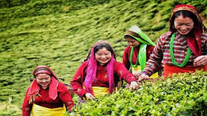 Tea Garden-leaf-rot-north-bengals-tea-industry-faces-losses