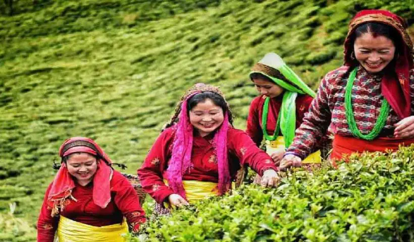 Tea Garden-leaf-rot-north-bengals-tea-industry-faces-losses