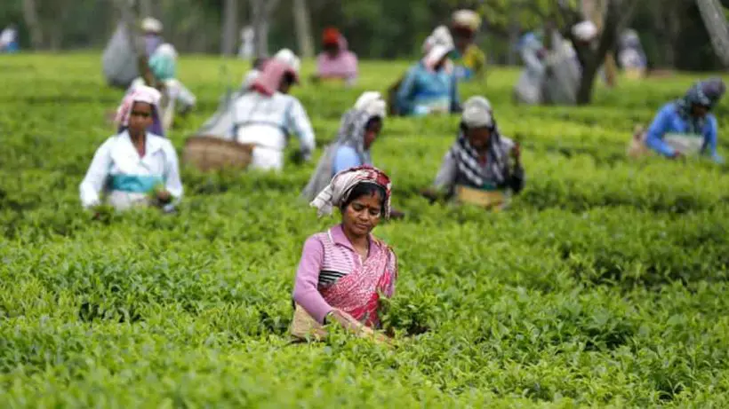tea growers in west bengal