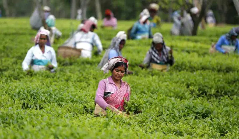 tea growers in west bengal
