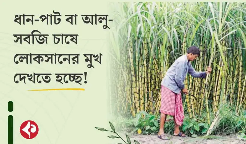 Sugarcane Farming Brings Prosperity to Bengal Farmers Amid Scorching Heat
