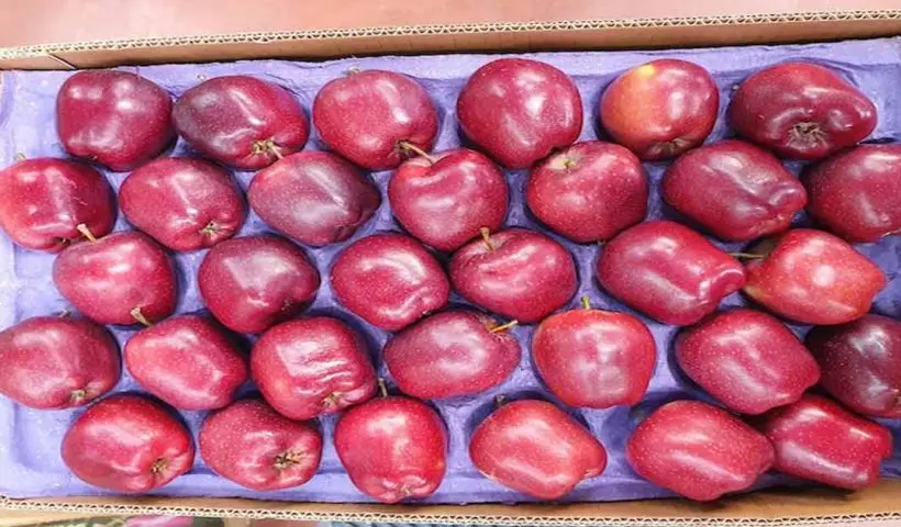turkish apples banned in pune market