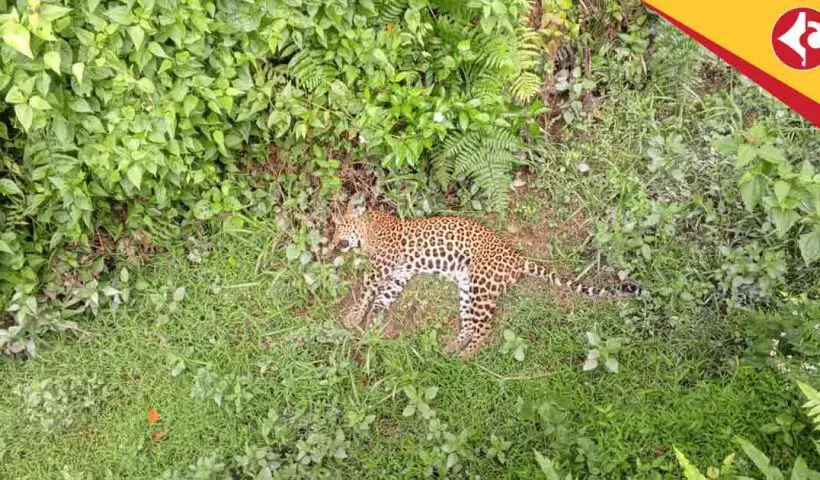 Dead Leopard Found in Alipurduar Tea Garden Sparks Panic