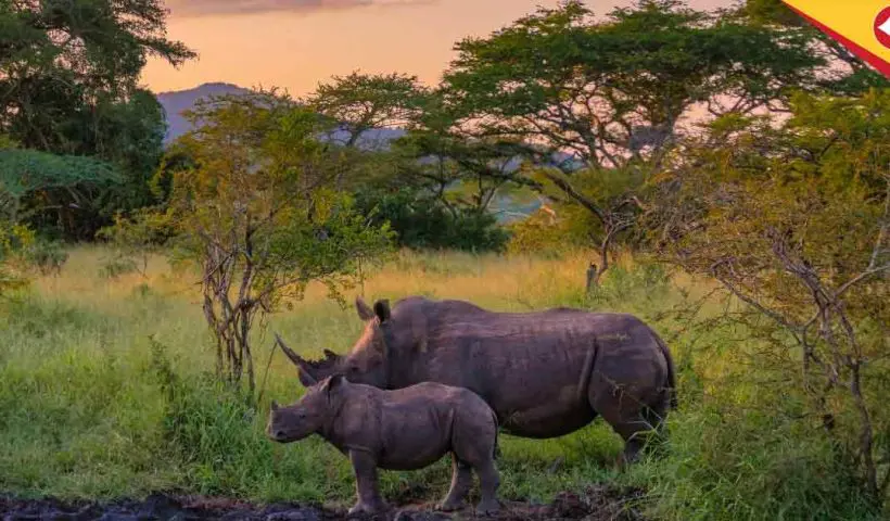 Iran-Israel War Casts Shadow on Dooars Tea Industry; Orthodox Tea Exports Worth ₹150 Crore Stalled