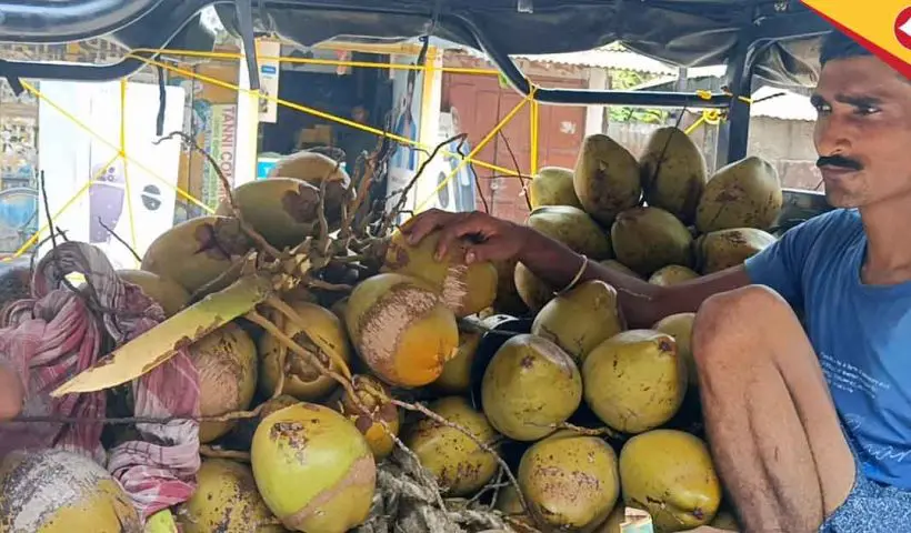 North Bengal Heatwave Boosts Coconut Water Sales, Brings Smiles to Vendors
