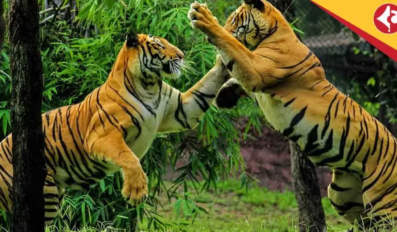 Royal Bengal Tiger Count Rises in Sundarbans: Forest Survey Brings Hope